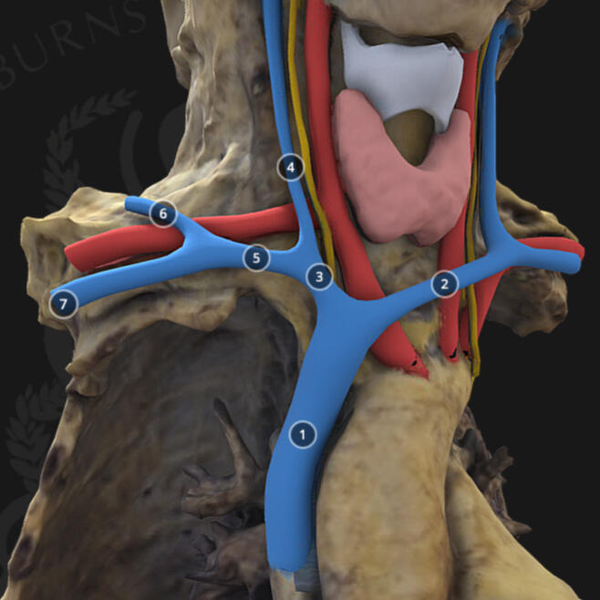 Subclavian Vein Subclavian Vein